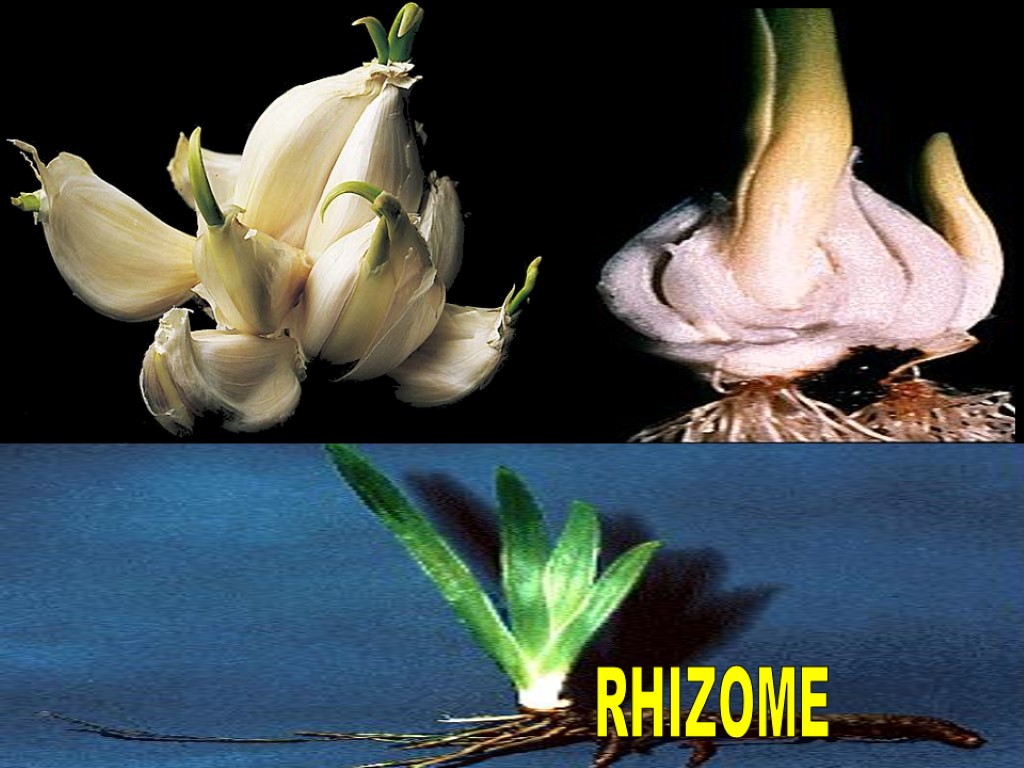 RHIZOME